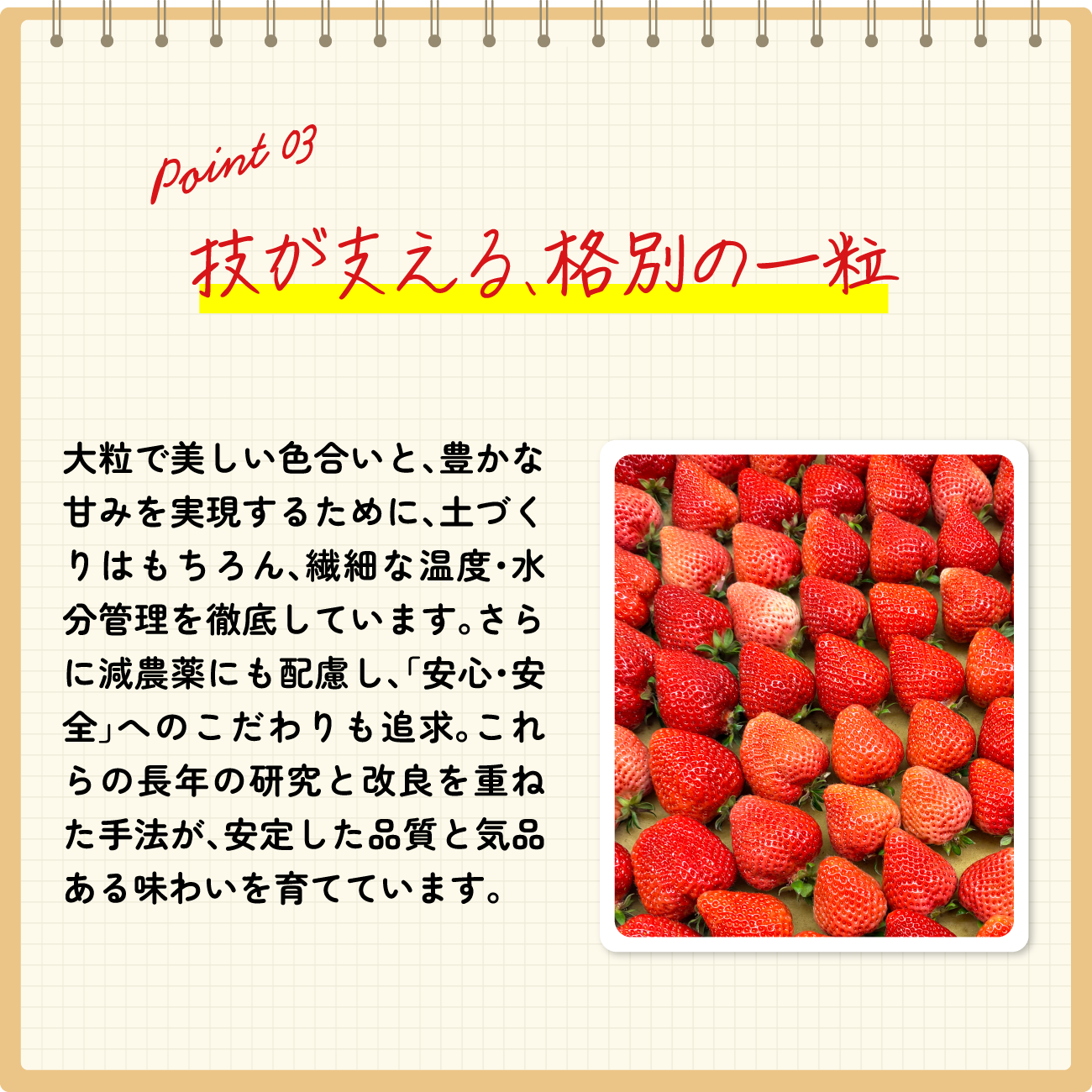旅する蒟蒻畑LP | 株式会社マンナンライフ