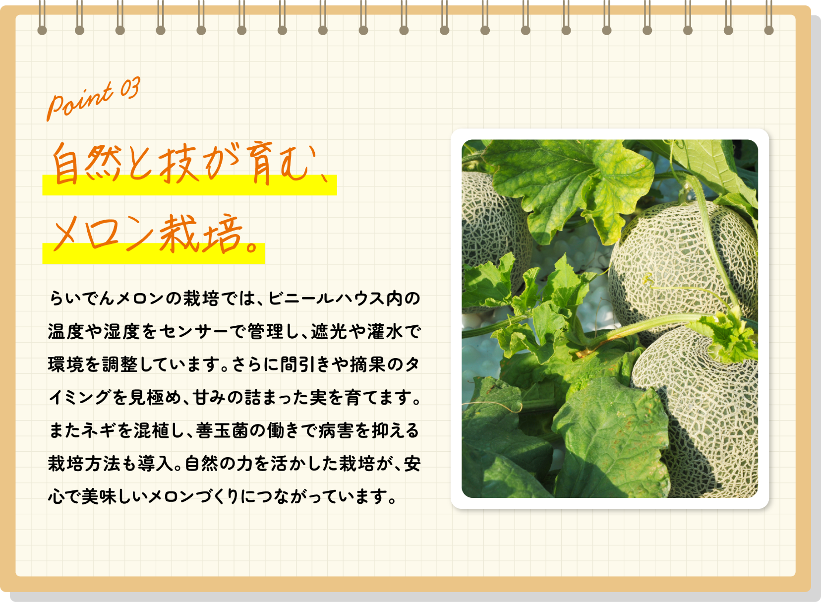 自然と技が育む、メロン栽培。